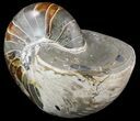Large, Polished Nautilus Fossil - Madagascar #51851-2